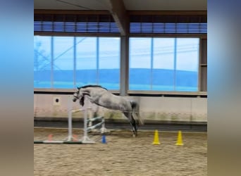 Caballo de Holstein, Yegua, 7 años, 164 cm, Tordo rodado