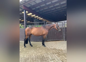 Caballo de Holstein, Yegua, 7 años, 165 cm, Castaño