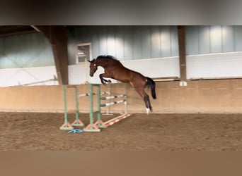 Caballo de Holstein, Yegua, 7 años, 165 cm, Castaño