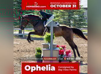Caballo de Holstein Mestizo, Yegua, 7 años, 165 cm, Castaño oscuro