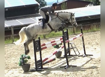 Caballo de Holstein, Yegua, 7 años, 166 cm, Tordo