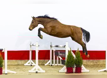 Caballo de Holstein, Yegua, 7 años, 167 cm, Castaño
