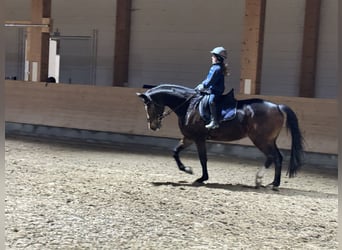 Caballo de Holstein, Yegua, 7 años, 167 cm, Morcillo
