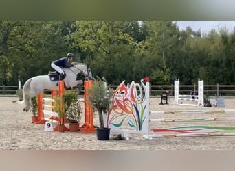 Caballo de Holstein, Yegua, 7 años, 167 cm, Musgo