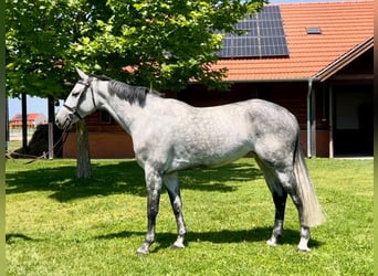Caballo de Holstein, Yegua, 7 años, 167 cm, Tordo