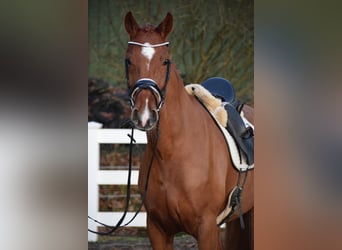 Caballo de Holstein, Yegua, 7 años, 168 cm, Alazán