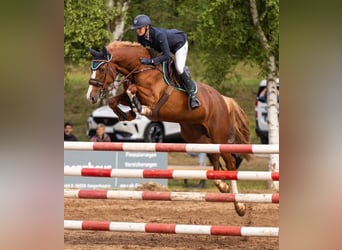 Caballo de Holstein, Yegua, 7 años, 168 cm, Alazán