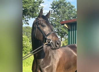 Caballo de Holstein, Yegua, 7 años, 168 cm