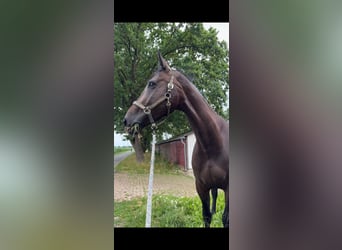 Caballo de Holstein, Yegua, 7 años, 168 cm, Castaño oscuro