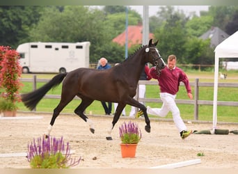 Caballo de Holstein, Yegua, 7 años, 168 cm, Morcillo