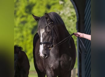 Caballo de Holstein, Yegua, 7 años, 168 cm, Morcillo