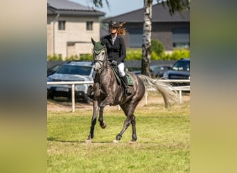 Caballo de Holstein, Yegua, 7 años, 169 cm, Tordo