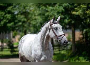 Caballo de Holstein, Yegua, 7 años, 169 cm, Tordo