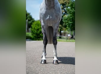 Caballo de Holstein, Yegua, 7 años, 169 cm, Tordo