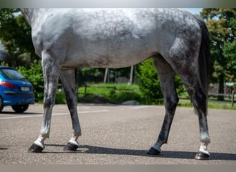 Caballo de Holstein, Yegua, 7 años, 169 cm, Tordo