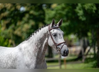 Caballo de Holstein, Yegua, 7 años, 169 cm, Tordo