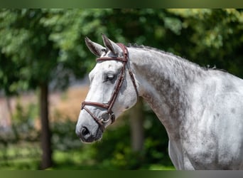 Caballo de Holstein, Yegua, 7 años, 169 cm, Tordo