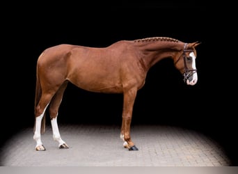 Caballo de Holstein, Yegua, 7 años, 170 cm, Alazán