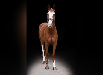 Caballo de Holstein, Yegua, 7 años, 170 cm, Alazán