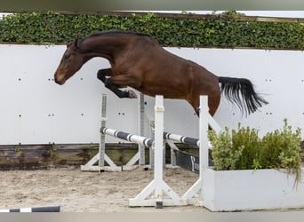 Caballo de Holstein, Yegua, 7 años, 170 cm, Castaño