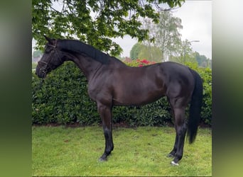 Caballo de Holstein, Yegua, 7 años, 170 cm, Negro