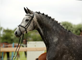 Caballo de Holstein, Yegua, 7 años, 170 cm, Tordo