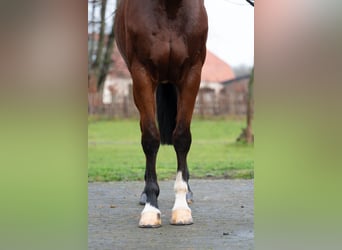 Caballo de Holstein, Yegua, 7 años, 172 cm