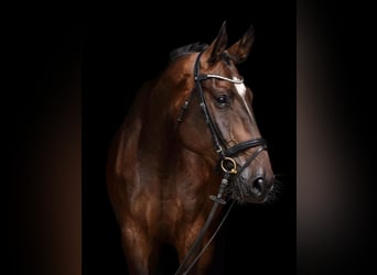 Caballo de Holstein, Yegua, 7 años, 174 cm, Castaño oscuro