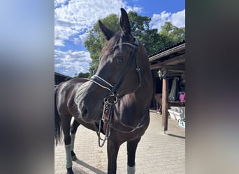 Caballo de Holstein, Yegua, 7 años, 175 cm, Morcillo