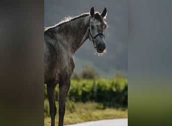 Caballo de Holstein, Yegua, 7 años, 175 cm, Tordo rodado