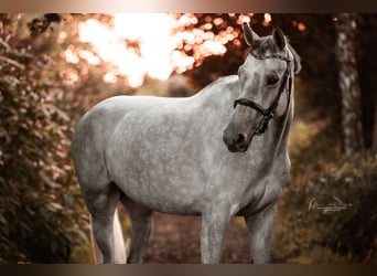 Caballo de Holstein, Yegua, 7 años, Tordo