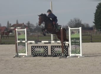 Caballo de Holstein, Yegua, 8 años, 162 cm, Castaño