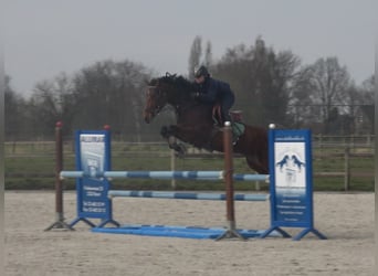 Caballo de Holstein, Yegua, 8 años, 162 cm, Castaño