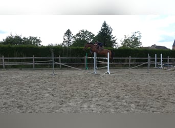 Caballo de Holstein, Yegua, 8 años, 162 cm, Castaño