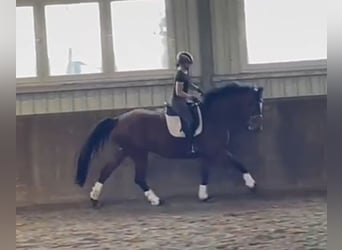 Caballo de Holstein, Yegua, 8 años, 163 cm, Castaño