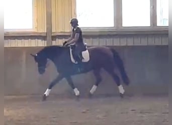 Caballo de Holstein, Yegua, 8 años, 163 cm, Castaño