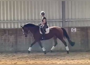 Caballo de Holstein, Yegua, 8 años, 163 cm, Castaño