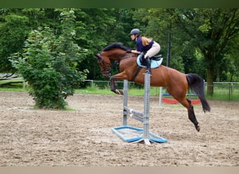 Caballo de Holstein, Yegua, 8 años, 163 cm, Castaño