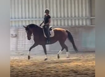 Caballo de Holstein, Yegua, 8 años, 163 cm, Castaño