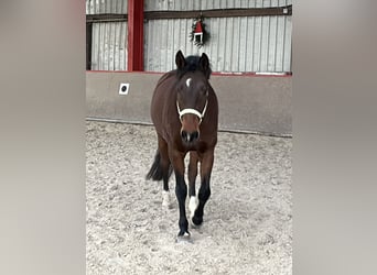 Caballo de Holstein, Yegua, 8 años, 164 cm, Castaño