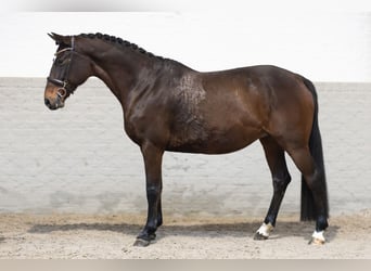 Caballo de Holstein, Yegua, 8 años, 164 cm, Castaño oscuro