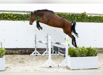 Caballo de Holstein, Yegua, 8 años, 165 cm, Castaño