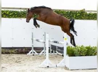 Caballo de Holstein, Yegua, 8 años, 165 cm, Castaño