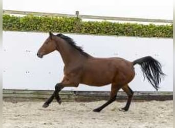 Caballo de Holstein, Yegua, 8 años, 165 cm, Castaño