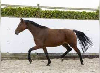 Caballo de Holstein, Yegua, 8 años, 165 cm, Castaño