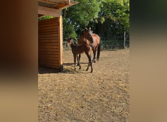 Caballo de Holstein, Yegua, 8 años, 165 cm, Castaño rojizo