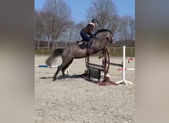 Caballo de Holstein, Yegua, 8 años, 165 cm, Tordo rodado