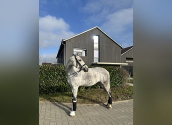 Caballo de Holstein, Yegua, 8 años, 165 cm, Tordo rodado