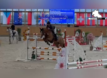 Caballo de Holstein, Yegua, 8 años, 168 cm, Alazán