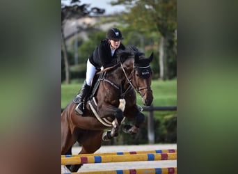 Caballo de Holstein, Yegua, 8 años, 168 cm, Castaño